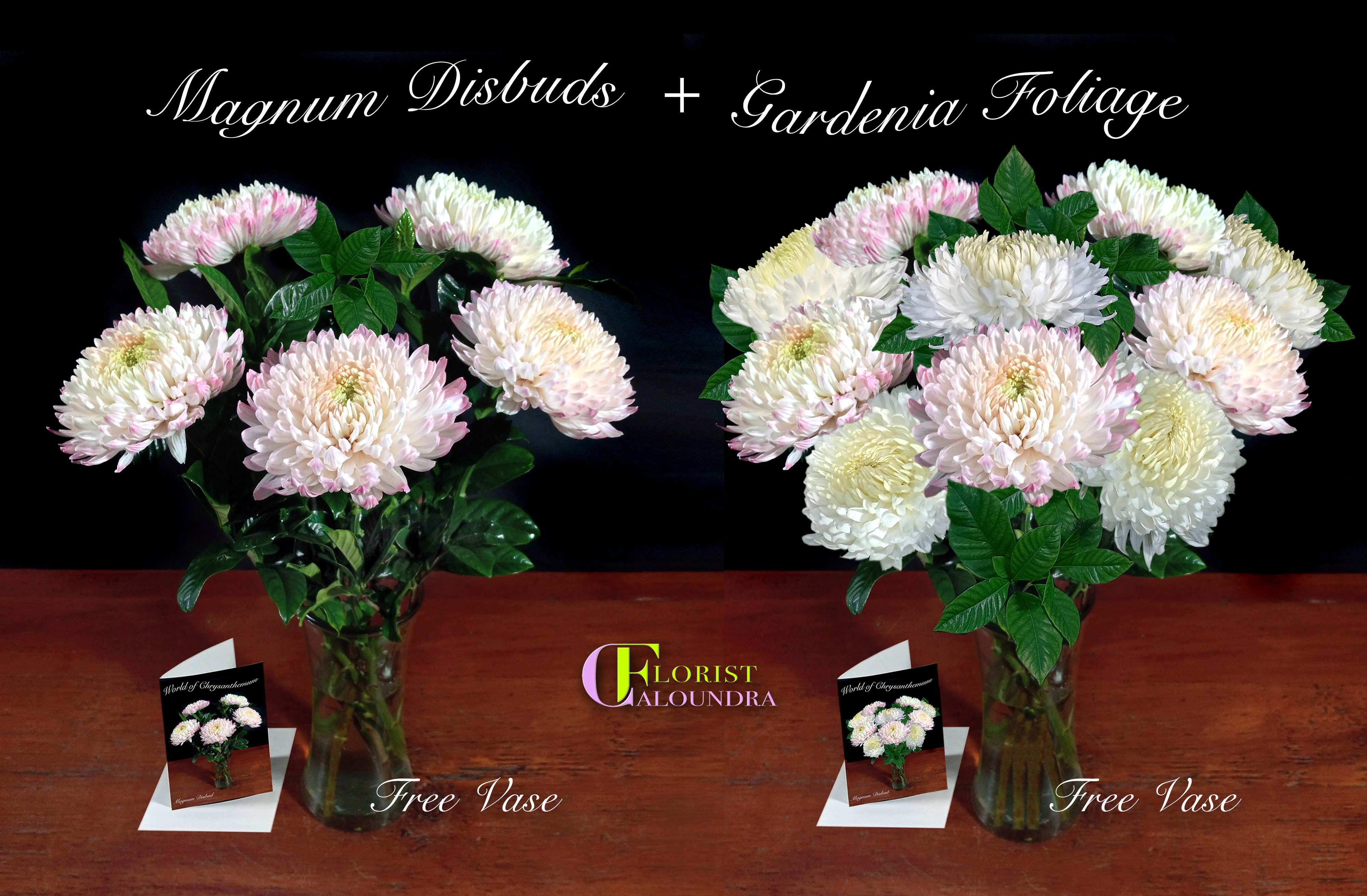 CHRYSANTHEMUM MUM DISBUDS